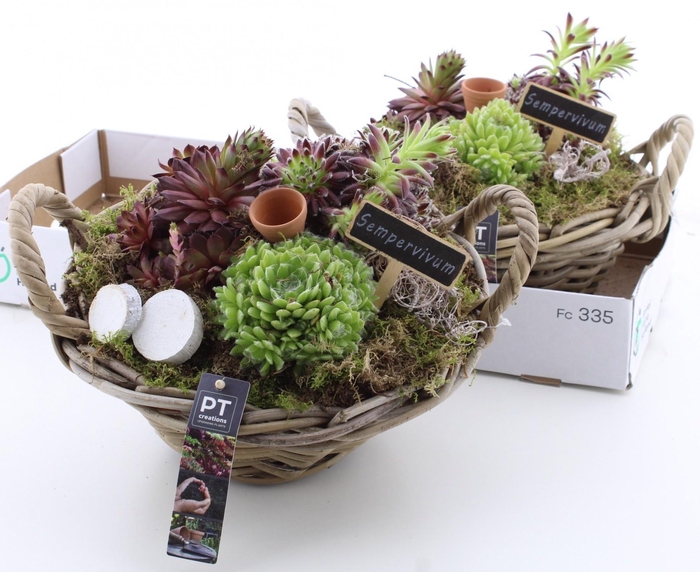 <h4>ARR SEMPERVIVUM</h4>