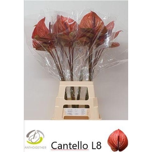 Anthurium Cantello