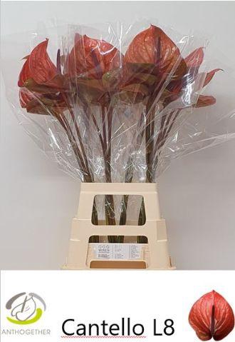 <h4>Anthurium Cantello</h4>