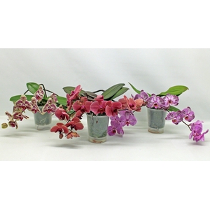 Gemengd A2 -2 Tak Table LOS