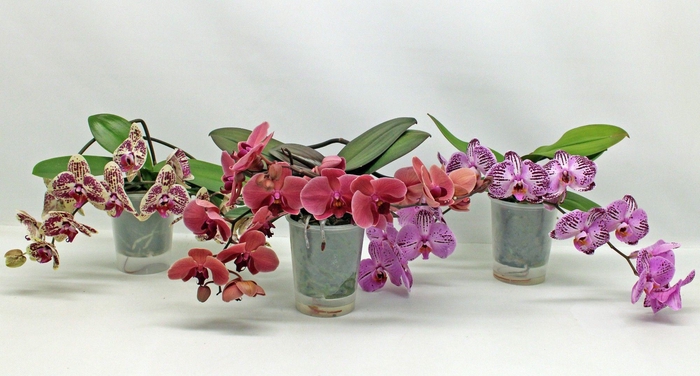 <h4>Gemengd A2 -2 Tak Table LOS</h4>