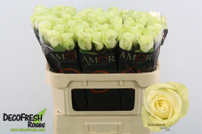 <h4>R Gr Snow Storm</h4>