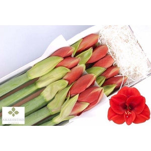 HIPPEASTRUM GA 'FERRARI'