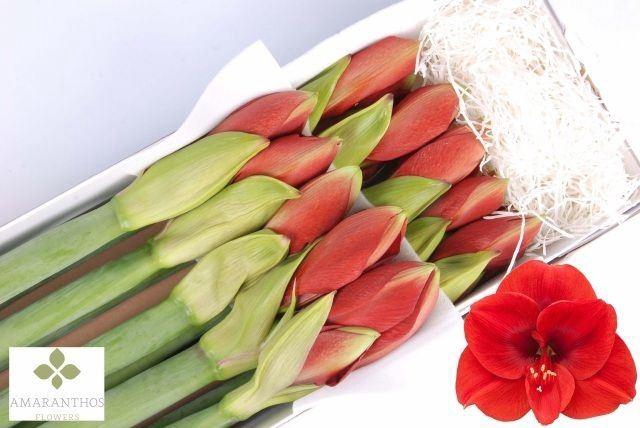 <h4>HIPPEASTRUM GA 'FERRARI'</h4>