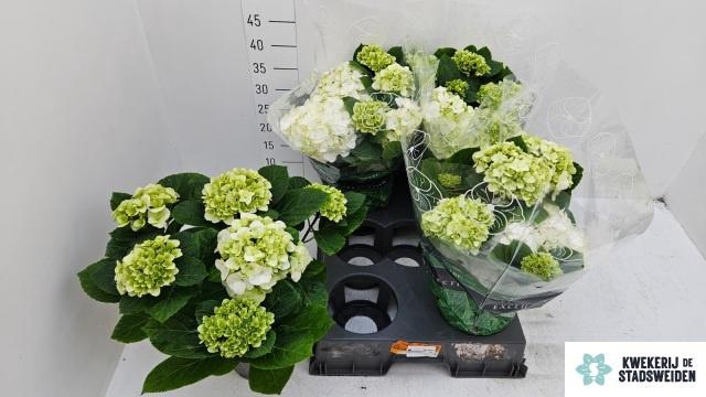 <h4>HYDR M MERLIN</h4>