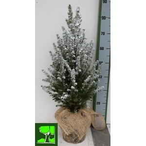 PICEA GL CONICA