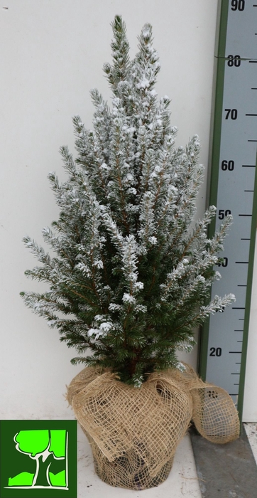 <h4>PICEA GL CONICA</h4>