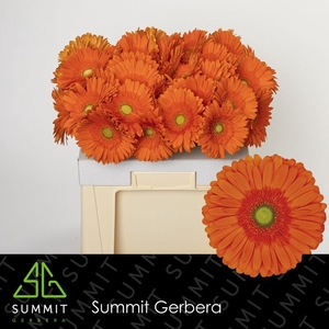 Gerbera Atlanta Water