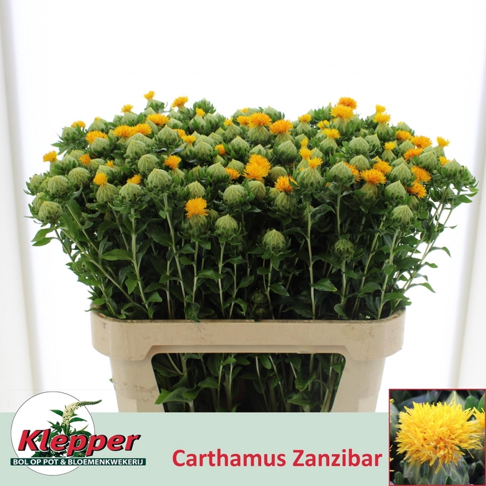 <h4>CARTH T ZANZIBAR</h4>