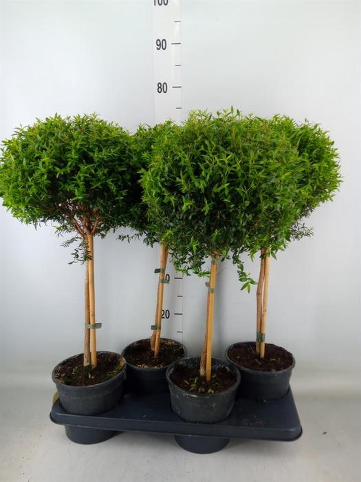 <h4>Myrtus communis</h4>