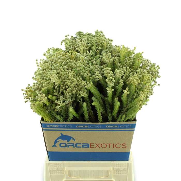 <h4>Kaaps Berzelia Palacea</h4>