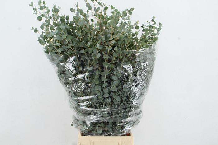 <h4>EUC GUNNII P BS</h4>