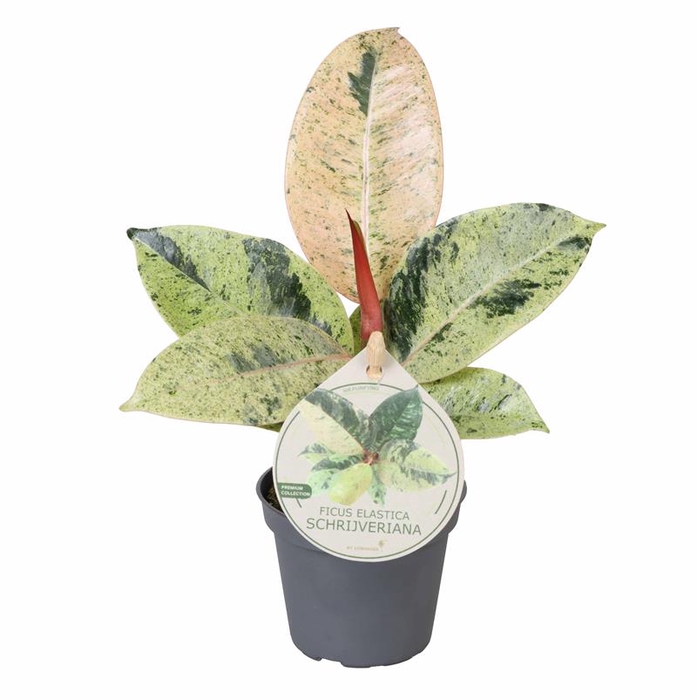 FICUS ELASTICA P6 SCHRIJVERIANA LABEL