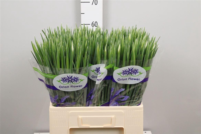 <h4>Iris White Magic</h4>