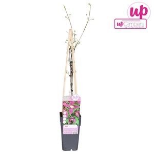 Clematis Alpina Ruby P15