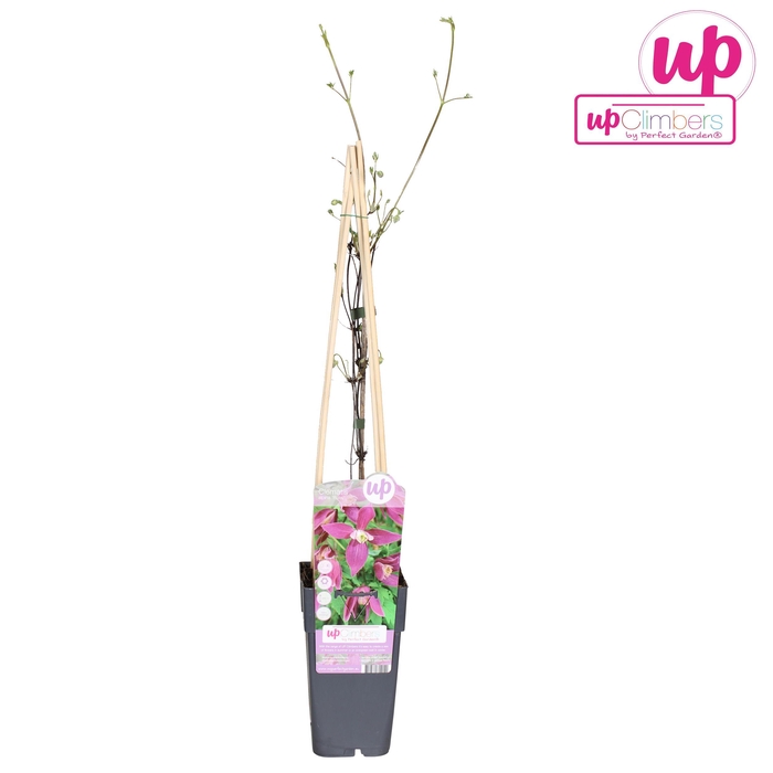 <h4>Clematis Alpina Ruby P15</h4>
