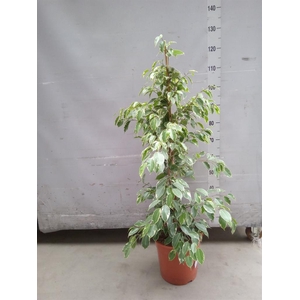 Ficus benja. 'Golden King'