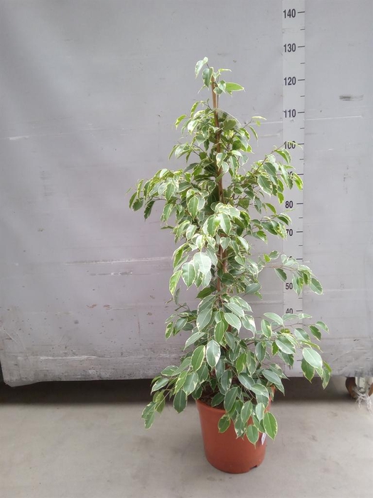 <h4>Ficus benja. 'Golden King'</h4>
