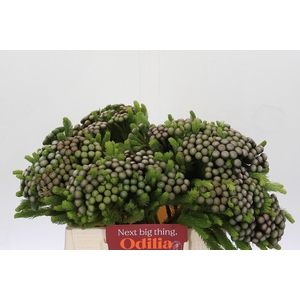 Cape Green Albiflora