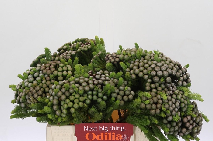 <h4>Cape Green Albiflora</h4>