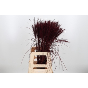 Pennisetum Kl Bh Bordeaux
