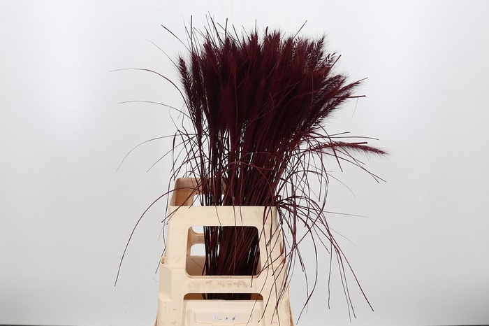 <h4>Pennisetum Kl Bh Bordeaux</h4>
