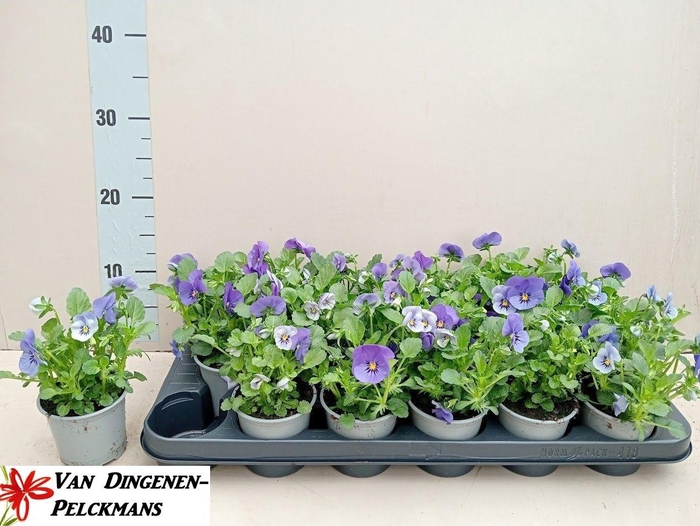 Vio Co Sor Xp De Blu