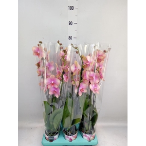 Phalaenopsis   ...