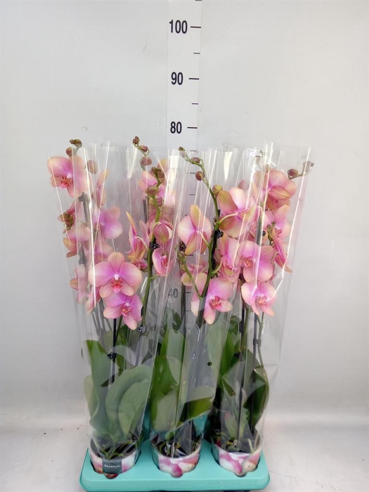 <h4>Phalaenopsis ...</h4>