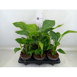 Strelitzia nicolai