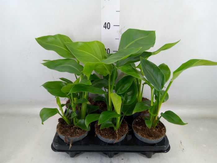 <h4>Strelitzia nicolai</h4>