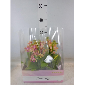 Phalaenopsis multi.   ...yellow