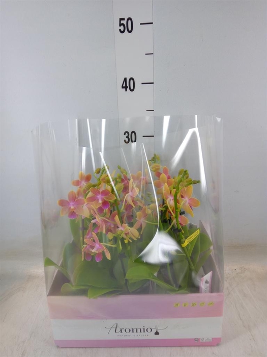 <h4>Phalaenopsis multi.   ...yellow</h4>