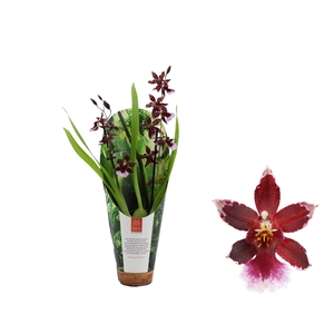 Inca Cambria Barrocco Red 2 spike 9cm in luxury jungle cover