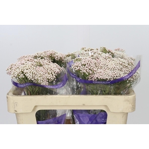 Ozothamnus Cooks Tall Pink