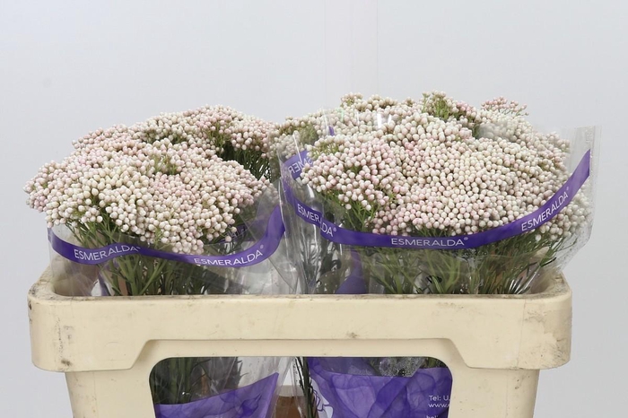 Ozothamnus Cooks Tall Pink