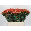 Hypericum Magical Royal Princess