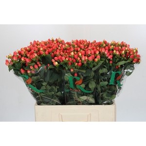 Hypericum Magical Royal Princess