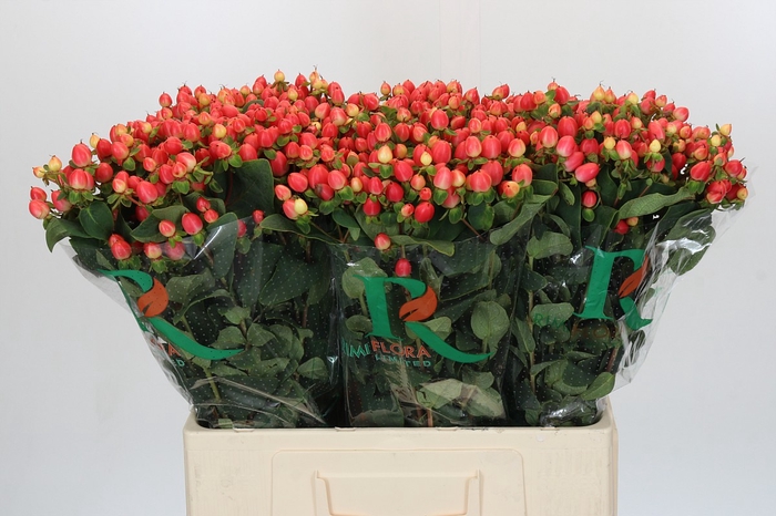 <h4>Hypericum Magical Royal Princess</h4>