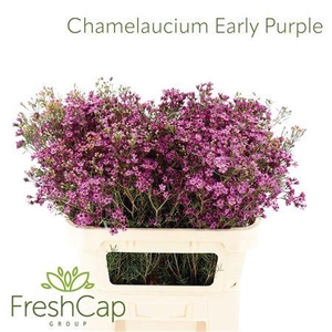 Chamelaucium Early Purple