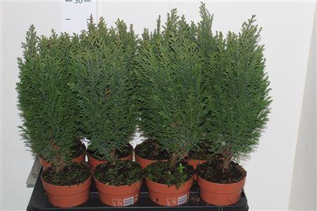 <h4>Chamaecyparis Lawsoniana 'ellwoodii'</h4>