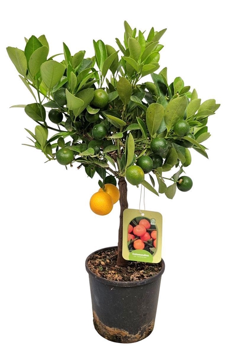 <h4>Citrus Calamondin Stem</h4>