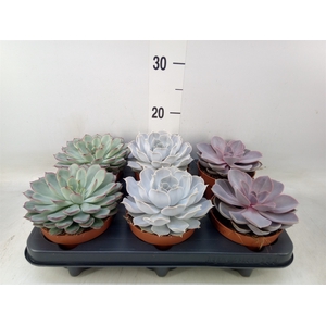 Echeveria   ...mix