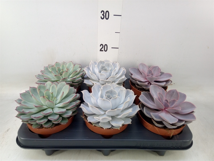 <h4>Echeveria   ...mix</h4>