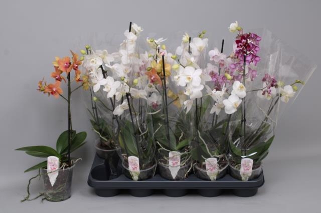 PHAL MF GEM 3 KL