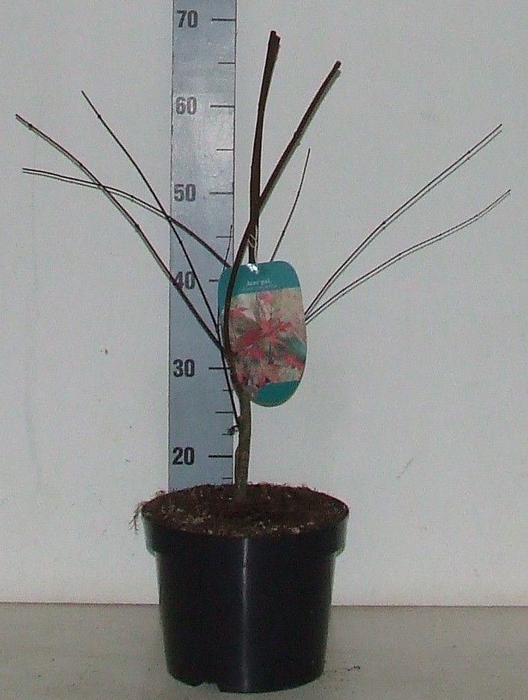 <h4>Acer palmatum 'Shin-deshojo' P23</h4>