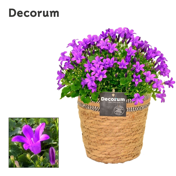 <h4>Campanula Porto LL Decorum S. Basket</h4>