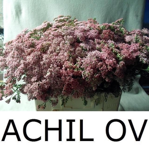 Achil Ov