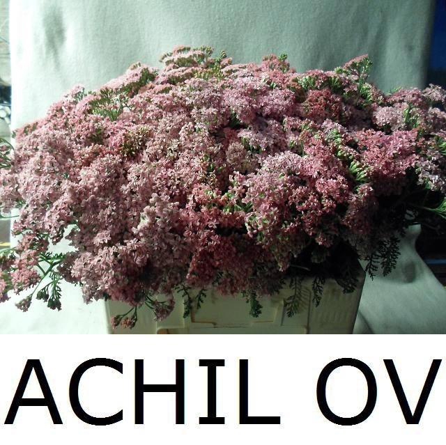 <h4>Achil Ov</h4>
