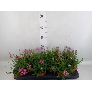 Diascia   ...